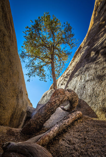 Slot Canyon Stalwart